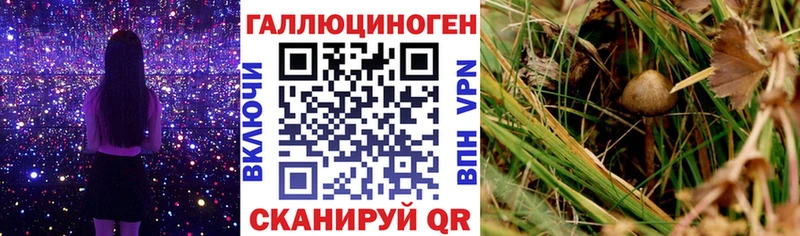 сколько стоит  Малаховка  Псилоцибиновые грибы Cubensis 